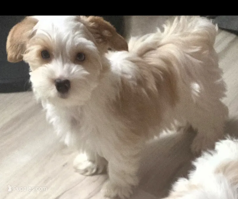 Lil bit  – Yorkshire Terrier puppy for sale in Clackamas, OR