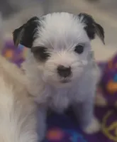 Angel baby , a female Yorkshire Terrier for sale in Clackamas, OR – 3 of 4