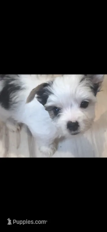 Angel baby  – Yorkshire Terrier puppy for sale in Clackamas, OR
