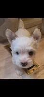 Mr Polar bear , a male Yorkshire Terrier for sale in Clackamas, OR – 3 of 5