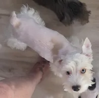 Bruno, a male Yorkshire Terrier for sale in Clackamas, OR – 3 of 10