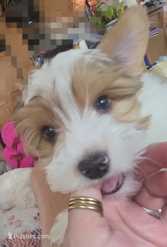 Chester  – Yorkshire Terrier puppy for sale in Clackamas, OR
