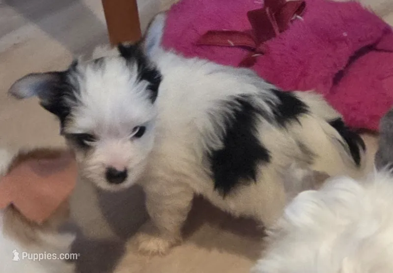 Angel baby  – Yorkshire Terrier puppy for sale in Clackamas, OR