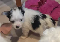 Angel baby , a female Yorkshire Terrier for sale in Clackamas, OR – 1 of 4