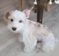 Lil bit , a male Yorkshire Terrier for sale in Clackamas, OR – 6 of 7