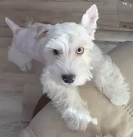 Bruno, a male Yorkshire Terrier for sale in Clackamas, OR – 6 of 10