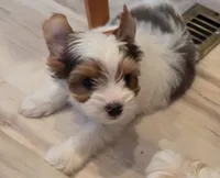Chester , a male Yorkshire Terrier for sale in Clackamas, OR – 2 of 5