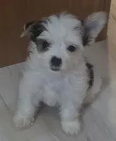 Angel baby , a female Yorkshire Terrier for sale in Clackamas, OR – 8 of 8