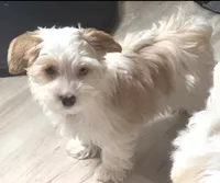 Joey, a male Yorkshire Terrier for sale in Clackamas, OR – 1 of 5