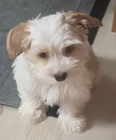 Joey, a male Yorkshire Terrier for sale in Clackamas, OR – 5 of 5