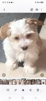 Lil bit , a male Yorkshire Terrier for sale in Clackamas, OR – 4 of 4