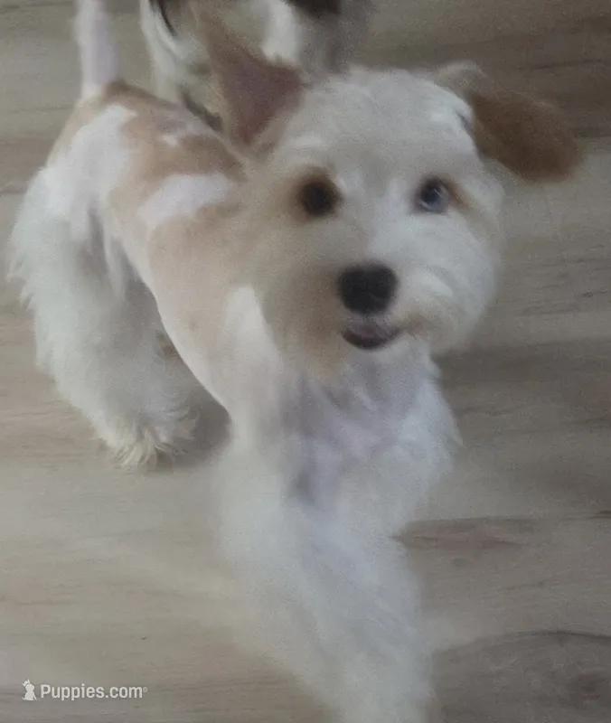 Joey  – Yorkshire Terrier puppy for sale in Clackamas, OR