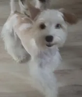 Joey , a male Yorkshire Terrier for sale in Clackamas, OR – 1 of 7