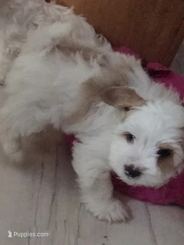 Ollie – Yorkshire Terrier puppy for sale in Clackamas, OR