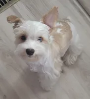 Joey , a male Yorkshire Terrier for sale in Clackamas, OR – 3 of 8