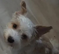 Joey , a male Yorkshire Terrier for sale in Clackamas, OR – 8 of 8