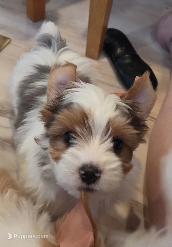 Chester  – Yorkshire Terrier puppy for sale in Clackamas, OR