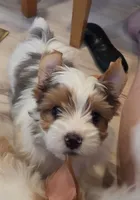 Chester , a male Yorkshire Terrier for sale in Clackamas, OR – 1 of 5