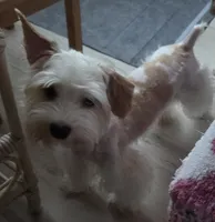 Joey , a male Yorkshire Terrier for sale in Clackamas, OR – 5 of 7