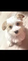 Joey, a male Yorkshire Terrier for sale in Clackamas, OR – 2 of 5