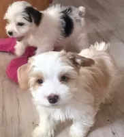 Lil bit , a male Yorkshire Terrier for sale in Clackamas, OR – 3 of 4