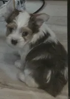 Bruce , a male Yorkshire Terrier for sale in Clackamas, OR – 4 of 5