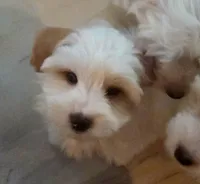 Jerry , a male Yorkshire Terrier for sale in Clackamas, OR – 2 of 5