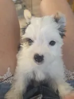 Angel baby , a female Yorkshire Terrier for sale in Clackamas, OR – 6 of 8