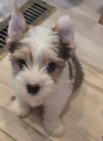 Chester , a male Yorkshire Terrier for sale in Clackamas, OR – 4 of 5