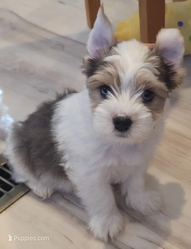 Bruce  – Yorkshire Terrier puppy for sale in Clackamas, OR