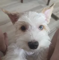 Lil bit , a male Yorkshire Terrier for sale in Clackamas, OR – 4 of 7