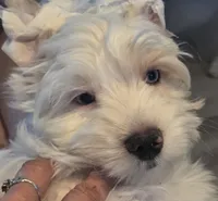 Mr Polar bear , a male Yorkshire Terrier for sale in Clackamas, OR – 5 of 5