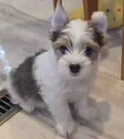 Chester , a male Yorkshire Terrier for sale in Clackamas, OR – 3 of 5