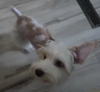 Joey , a male Yorkshire Terrier for sale in Clackamas, OR – 2 of 7
