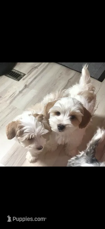 Jerry  – Yorkshire Terrier puppy for sale in Clackamas, OR