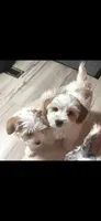 Jerry , a male Yorkshire Terrier for sale in Clackamas, OR – 1 of 5