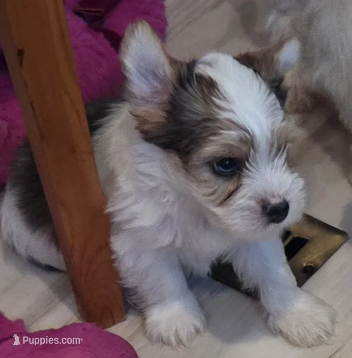 Bruce  – Yorkshire Terrier puppy for sale in Clackamas, OR