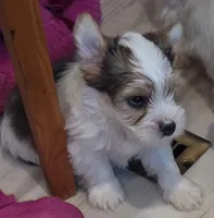 Bruce , a male Yorkshire Terrier for sale in Clackamas, OR – 1 of 5