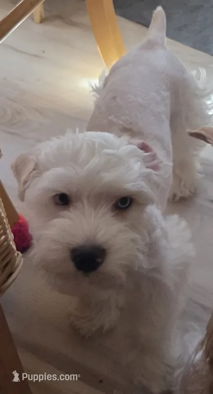 Mr Polar bear  – Yorkshire Terrier puppy for sale in Clackamas, OR