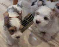 Chester , a male Yorkshire Terrier for sale in Clackamas, OR – 5 of 5