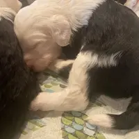 Pink Collared Girl, a female Sheepadoodle for sale in Roopville, GA – Photo 1 of 2