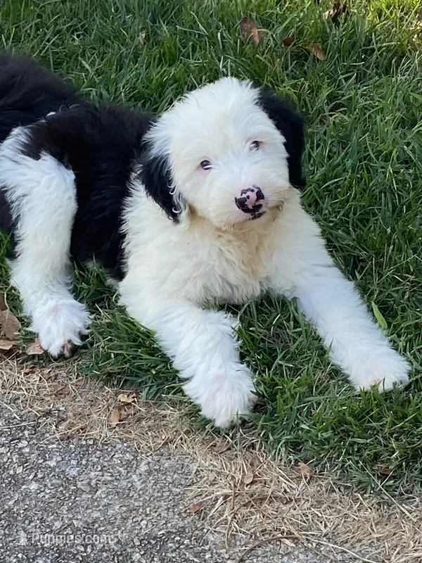 Millie – Old English Sheepdog puppy for sale in Roopville, GA