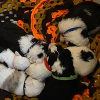 RED Collared Male, a male Sheepadoodle for sale in Roopville, GA – Photo 2 of 2