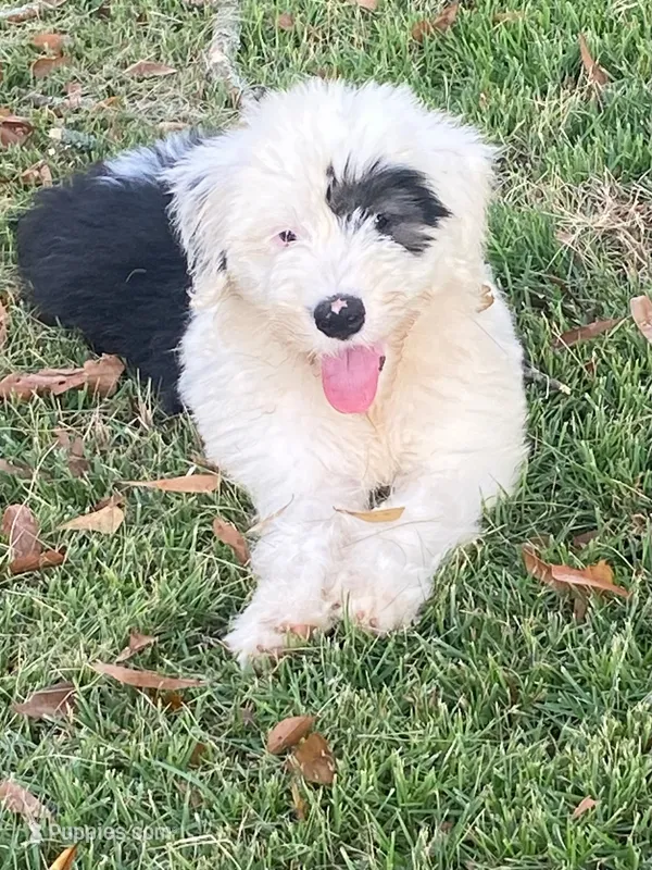 Jolene – Old English Sheepdog puppy for sale in Roopville, GA