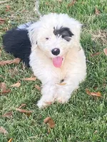 Jolene, a female Old English Sheepdog for sale in Roopville, GA – 1 of 1