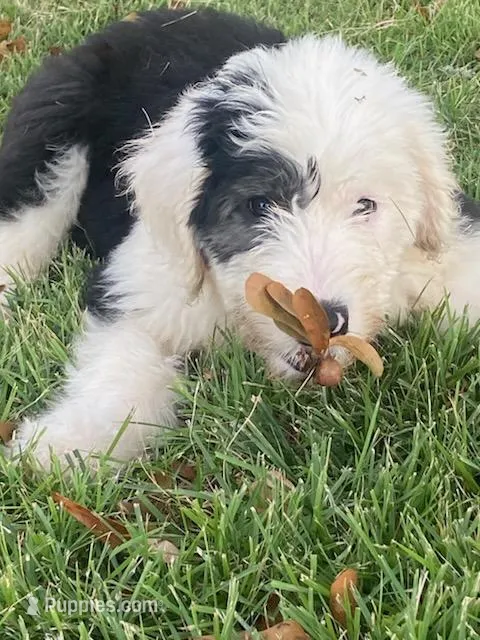 June – Old English Sheepdog puppy for sale in Roopville, GA