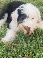 June, a female Old English Sheepdog for sale in Roopville, GA – 1 of 1