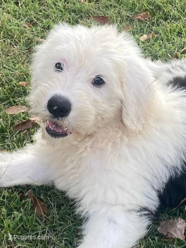 Gracie – Old English Sheepdog puppy for sale in Roopville, GA