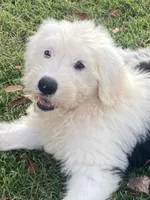 Gracie, a female Old English Sheepdog for sale in Roopville, GA – 1 of 1