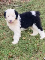 Millie, a female Old English Sheepdog for sale in Roopville, GA – 2 of 2